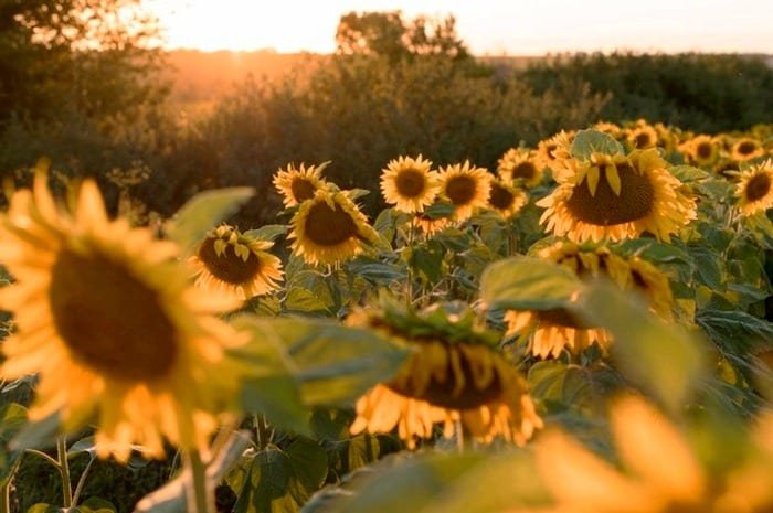 Sunflower cultivation