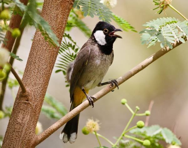 Palm nightingale singing
