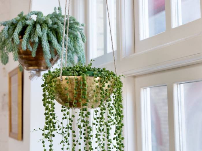 Caring for Hanging Plants