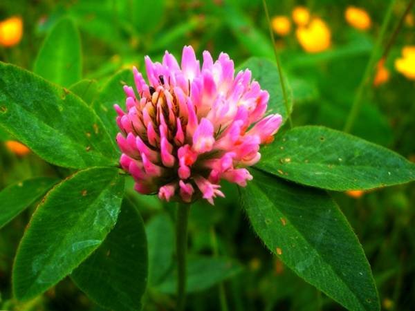 Benefits of Red Clover and Properties of Red Clover
