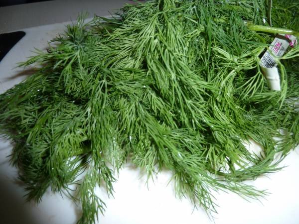 Consuming dill during pregnancy