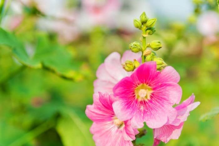 Benefits of Hibiscus for Skin and Hair