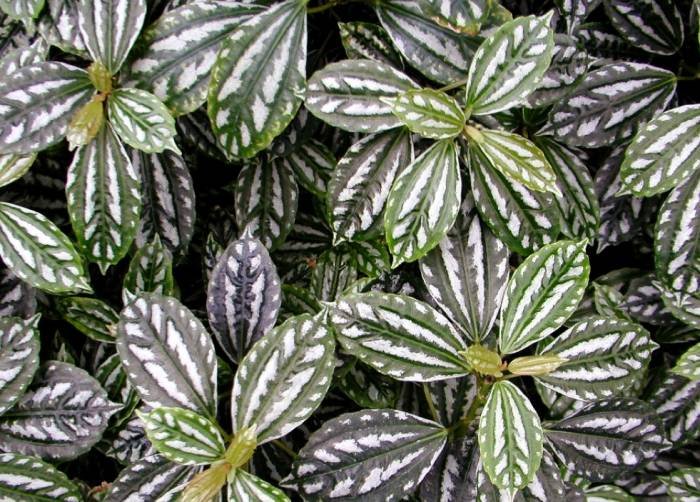 Aluminum Plant