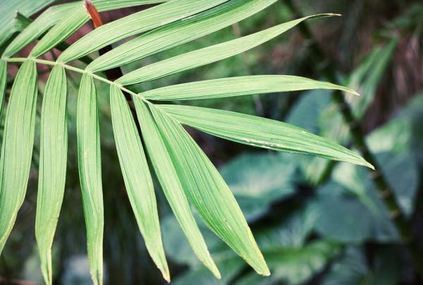 Instructions for Planting Chamaedorea Palm
