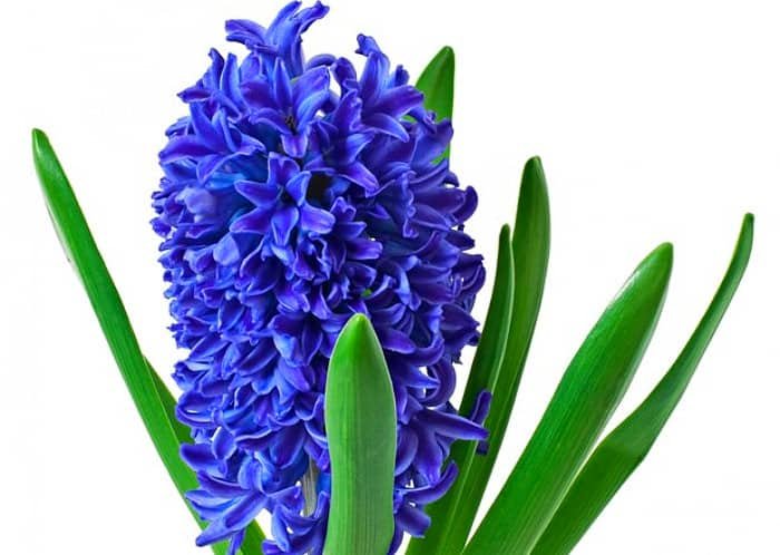 Aquatic Hyacinth