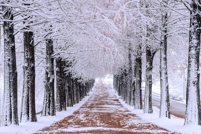 The Reasons for Color Change in Tree Leaves