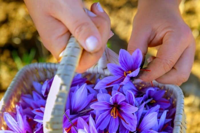 Growth of Saffron