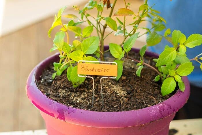 Guide to Planting Blueberries