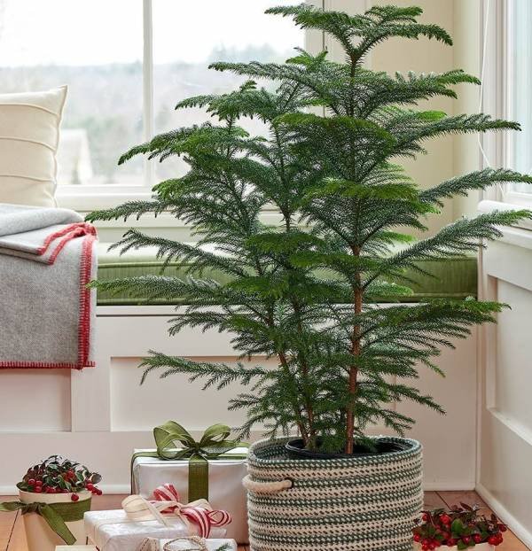 Norfolk Pine