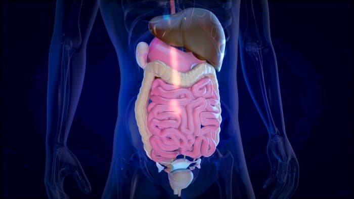 Digestive system cleansing