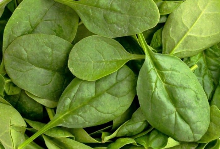 Spinach plant