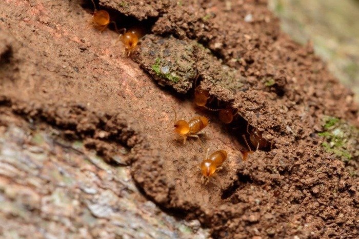 Termite Control