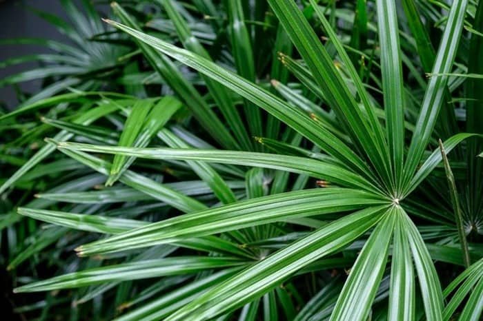 Rape Palm