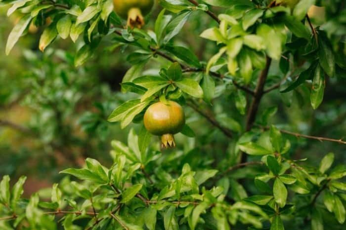 Growth and Care of Pomegranate Tree