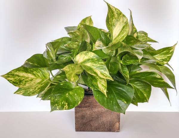 Light Levels for Pothos