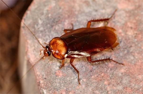 Getting Rid of Pests
