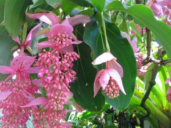 Hanging Cluster Plant