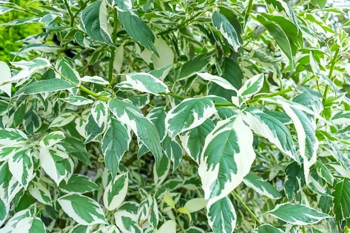 Benjamin Plant