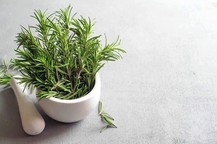 Botany of Rosemary