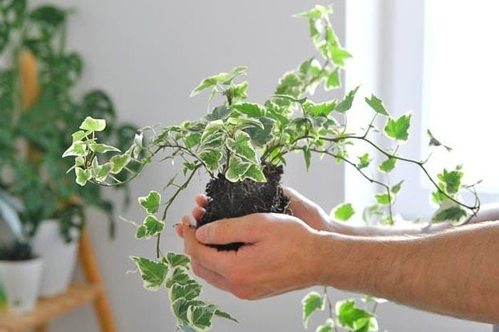 Suitable Soil for English Ivy