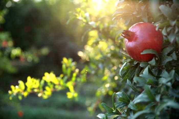 Fertilizing the Pomegranate Tree