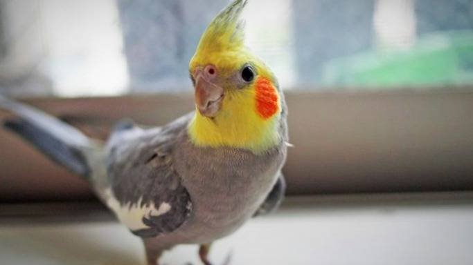 Caring for Cockatiels