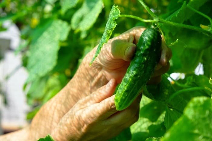 Cucumber