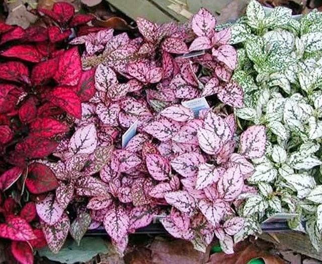 Hypoestes Plant