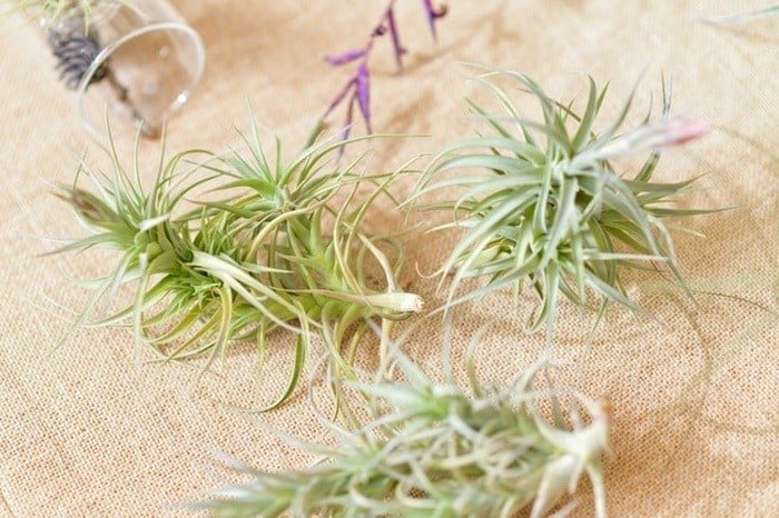 Plant