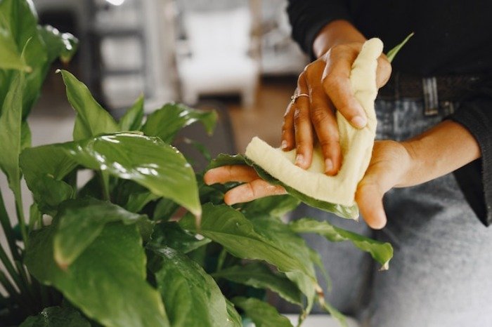 Dusting plants