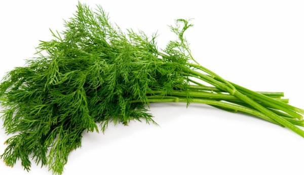 Consuming dill during pregnancy