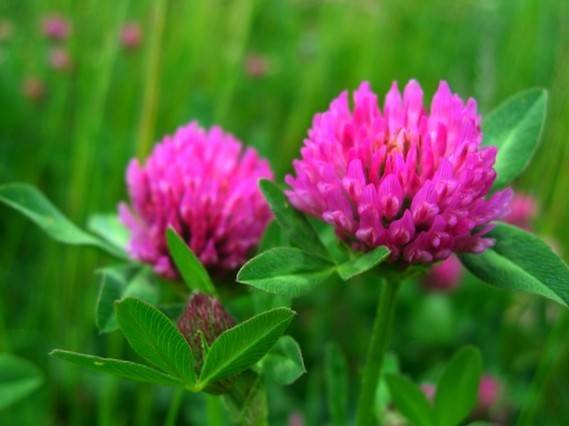 Properties of Red Clover for Women