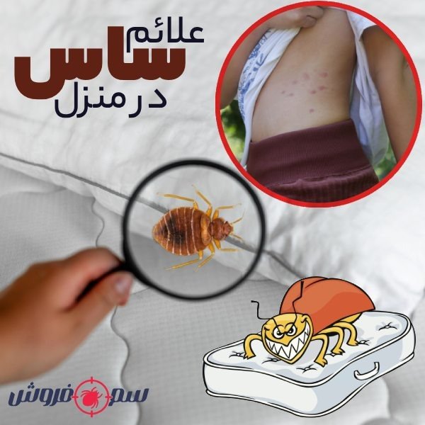 What is a bed bug? A simple way to eliminate bed bugs