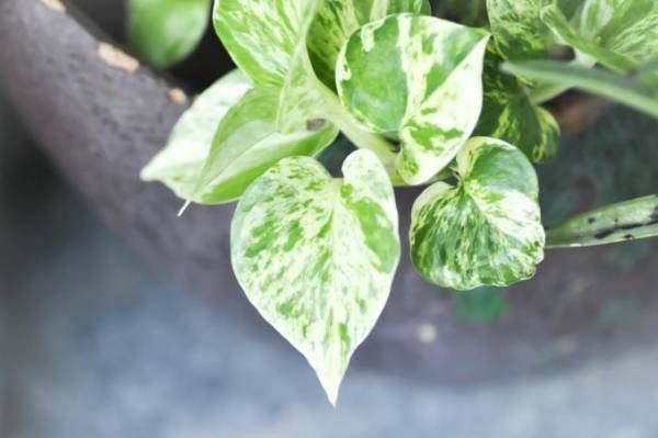 Pothos Pests