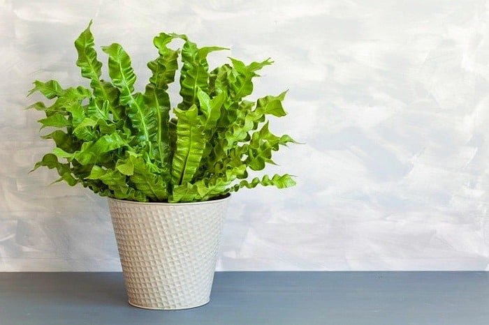 Planter