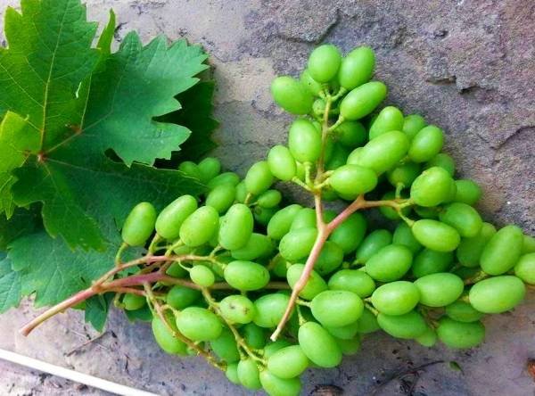 Sour Grapes