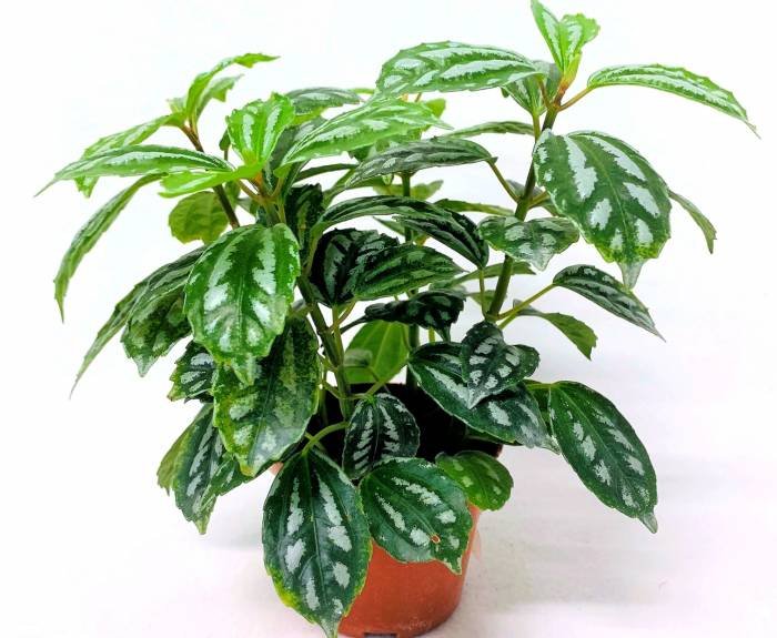 Silver Pilea plant