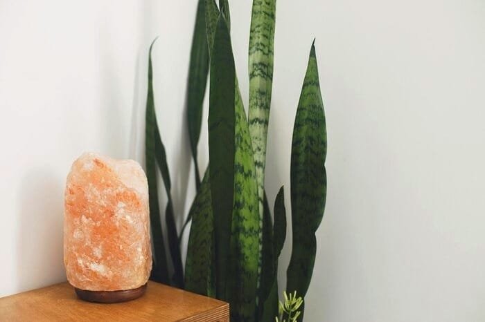 Sansevieria