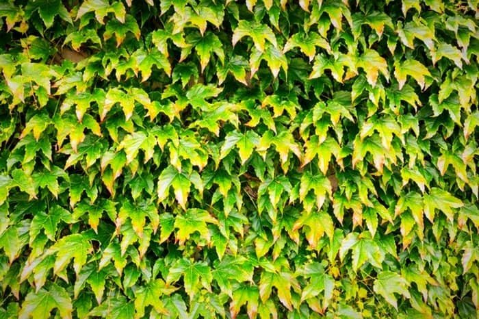 Yellowing Plant Leaves