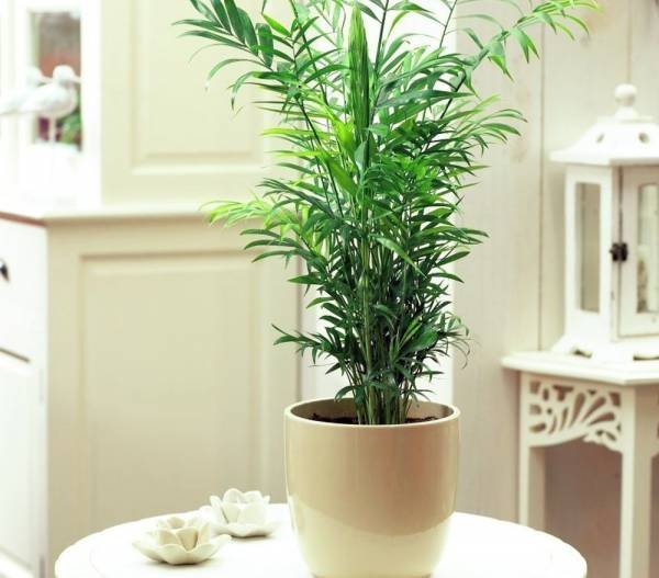 Chamaedorea Palm