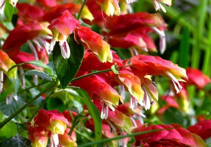 Nawak Plant