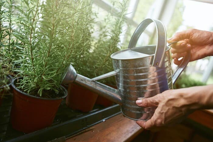Watering Frequency for Rosemary