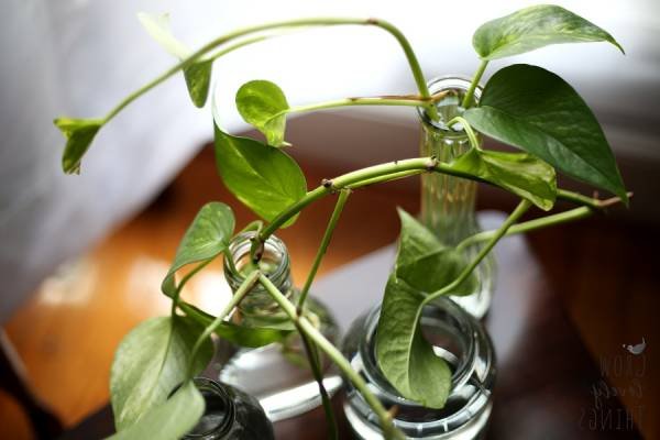 Heartleaf Pothos