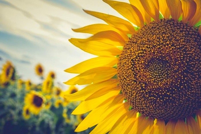 Types of sunflowers