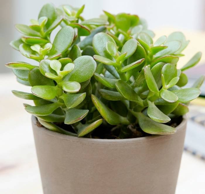 Watering Crassula Plant