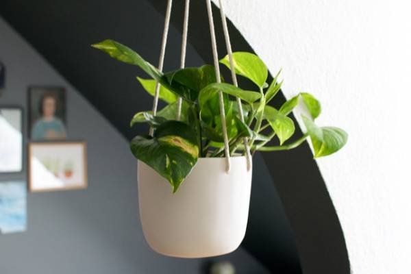 Variegated Pothos
