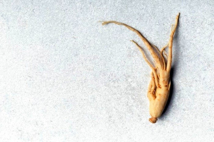Ginseng and prevention of respiratory diseases