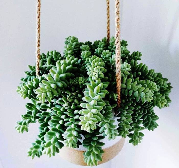 Sedum Morganianum