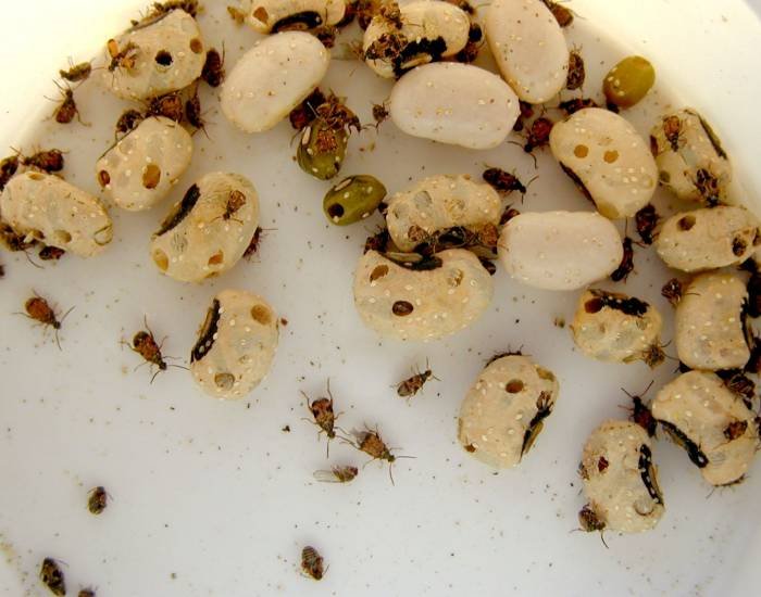 Cloves