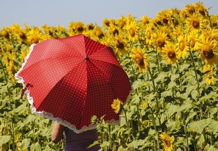 Sunflower cultivation